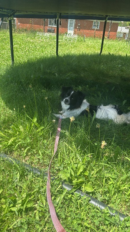 Help Rehome This Dog Unknown