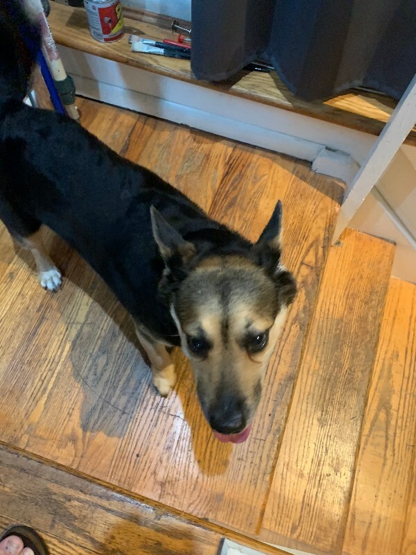 Help Rehome This Dog Unknown