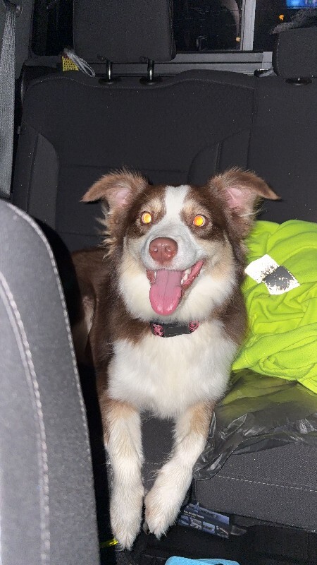 Help Rehome This Dog Willliow