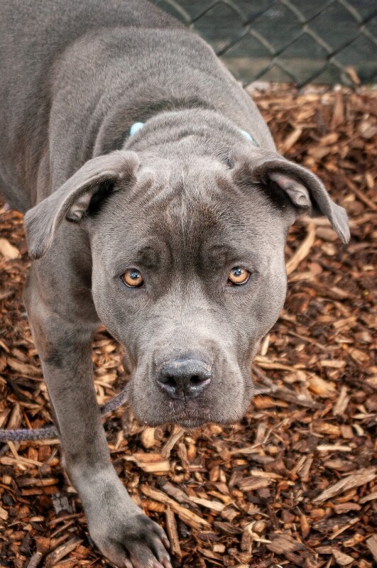 View Bethany the Dog Photo #4