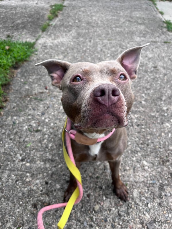 Help Rehome This Dog Lainey