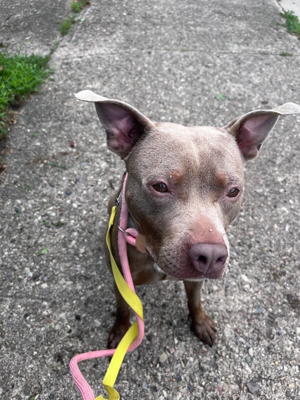 View Lainey the Dog Photo #3