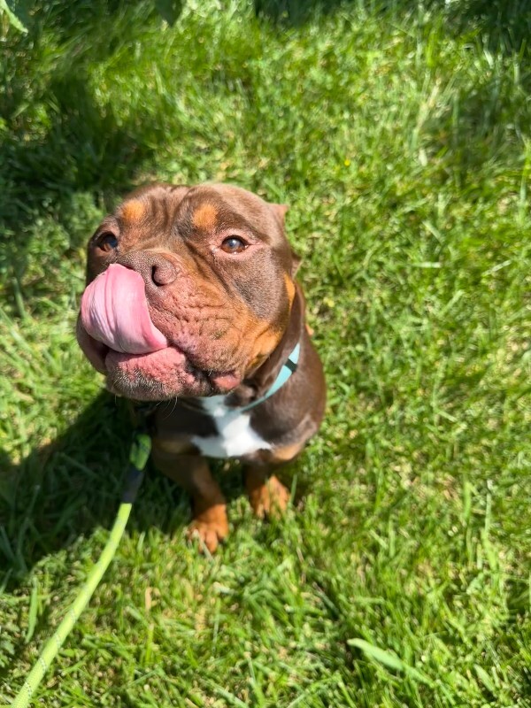 View Dufus the Dog Photo #2