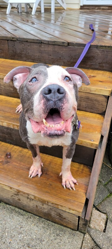 View Frank Gallagher the Dog Photo #7