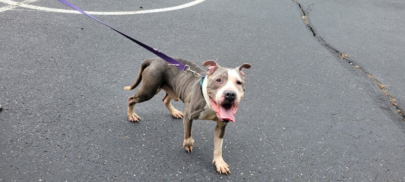 View Frank Gallagher the Dog Photo #8