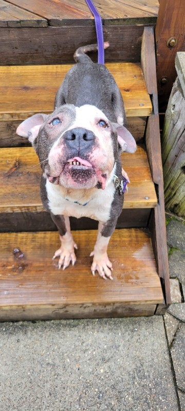 View Frank Gallagher the Dog Photo #6