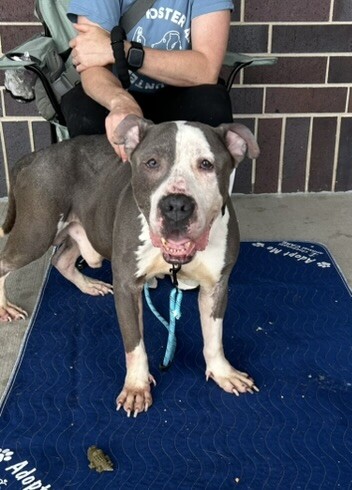 View Frank Gallagher the Dog Photo #5