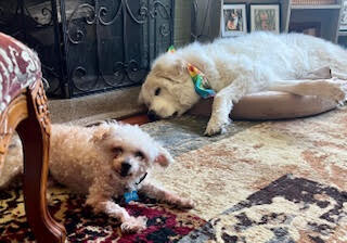View Grannie the Dog Photo #3