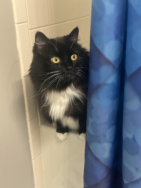 Help Rehome This Cat Floof
