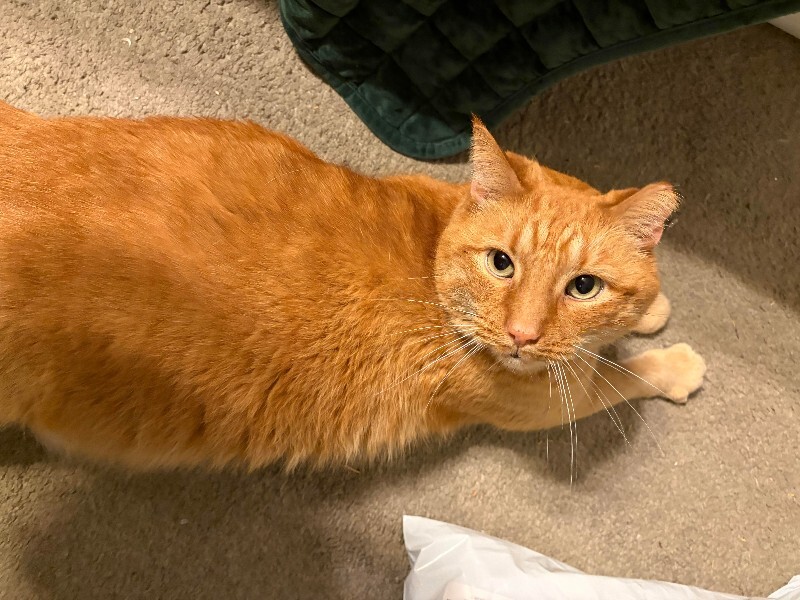 Help Rehome This Cat Big Red