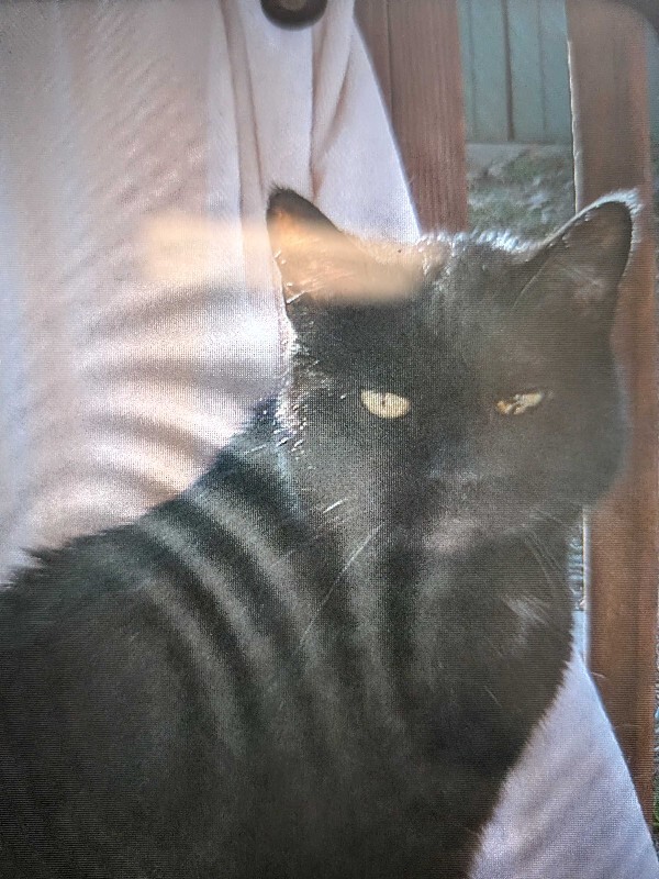 Help Rehome This Cat Mr. Bentley Blackwell