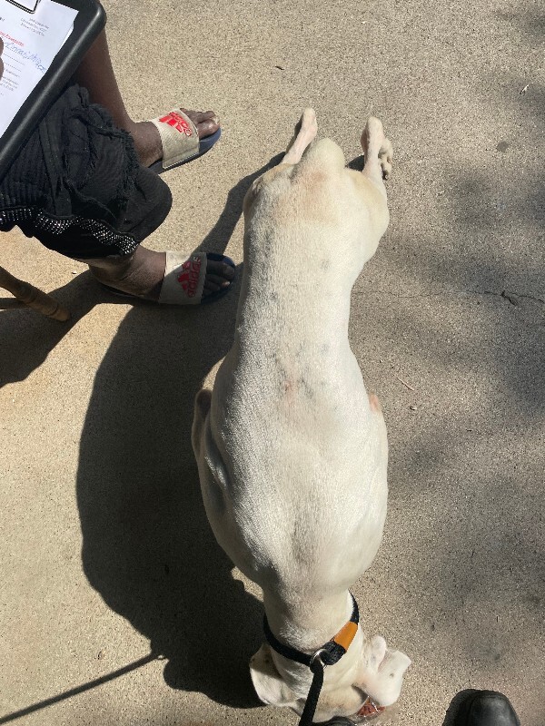View Chef Boyardee the Dog Photo #4
