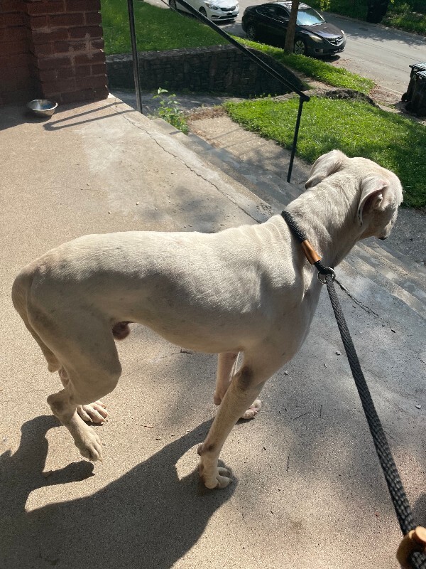 View Chef Boyardee the Dog Photo #3