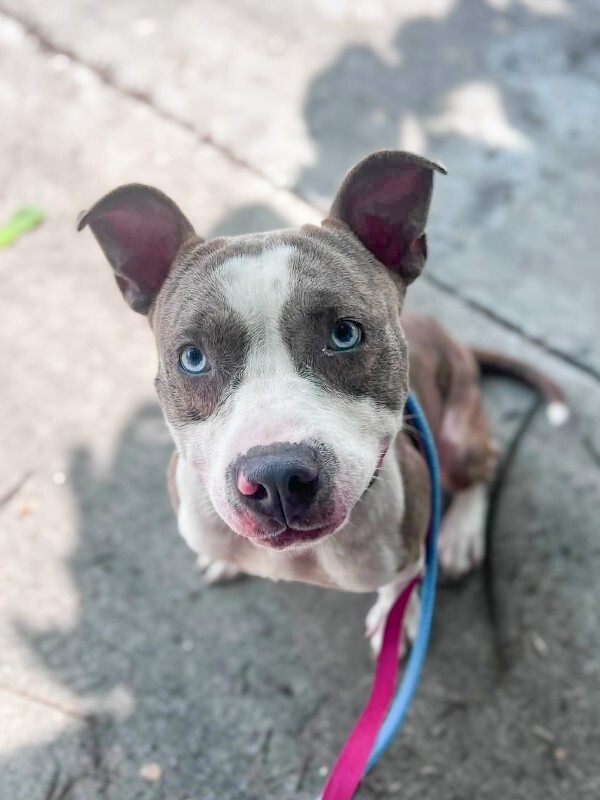 Help Rehome This Dog Jonuel