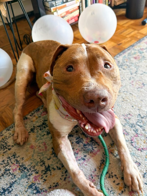 Learn More About Maui Maui - Dog
