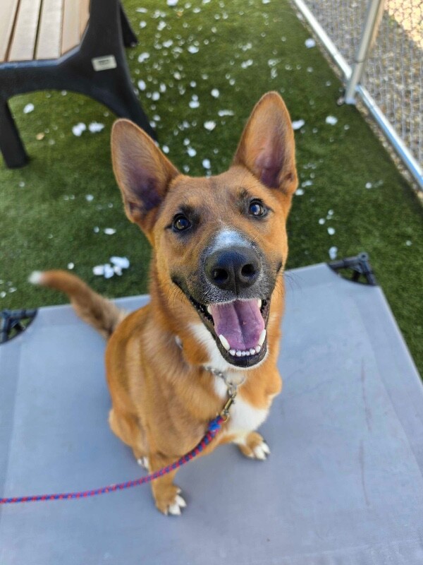 View Flynn Rider the Dog Photo #17
