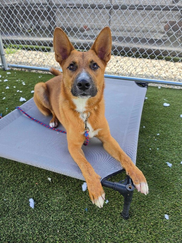 View Flynn Rider the Dog Photo #18