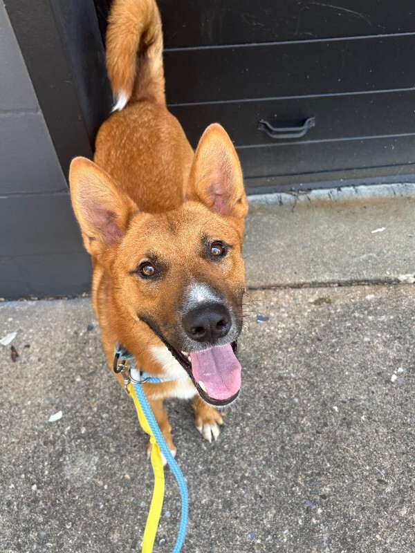 View Flynn Rider the Dog Photo #2