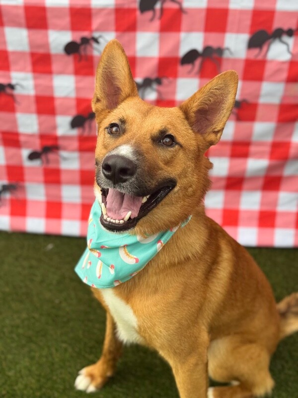 View Flynn Rider the Dog Photo #2