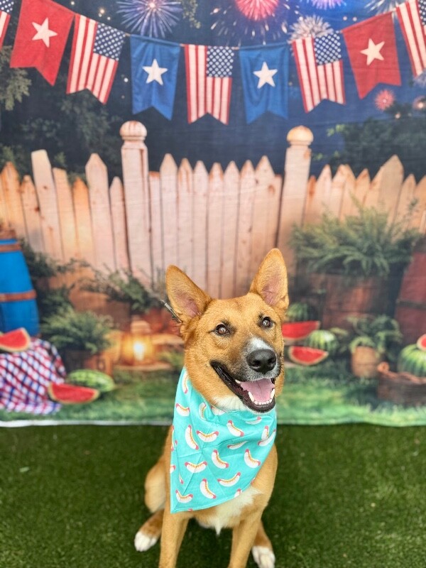 View Flynn Rider the Dog Photo #20