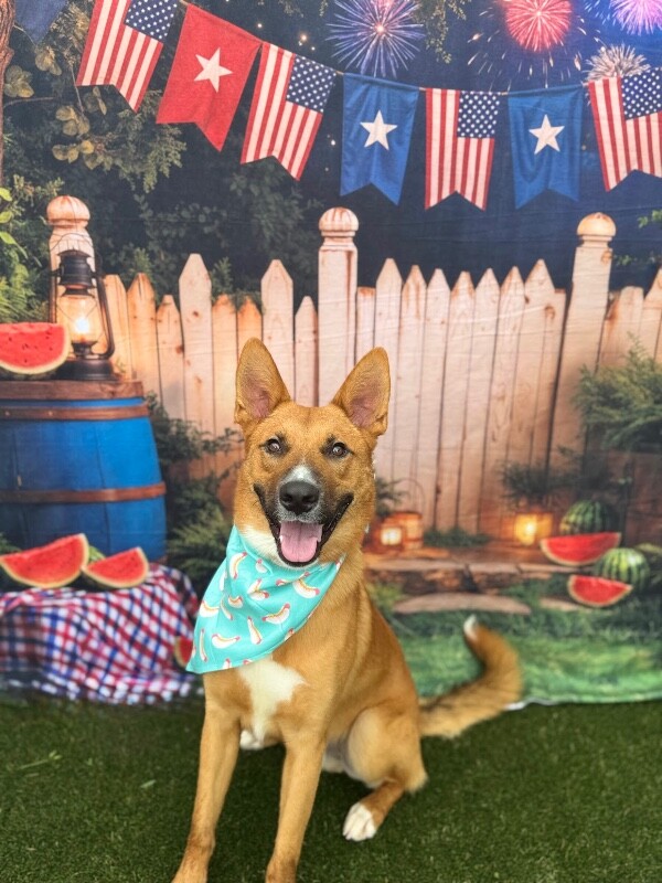 View Flynn Rider the Dog Photo #19