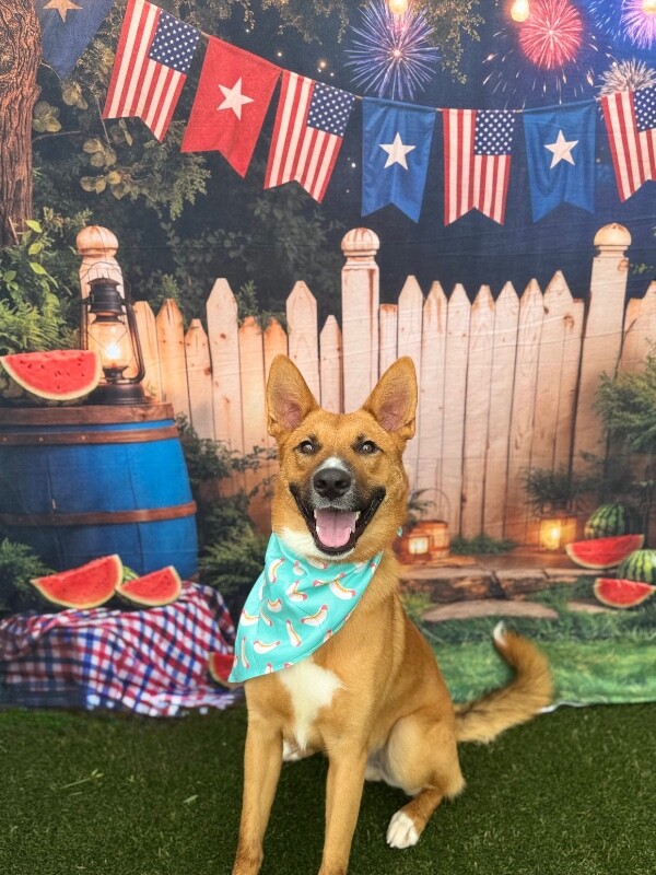 View Flynn Rider the Dog Photo #6