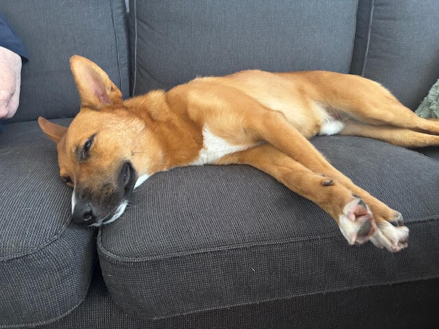 View Flynn Rider the Dog Photo #9