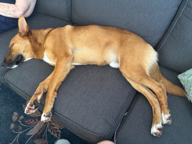 View Flynn Rider the Dog Photo #10