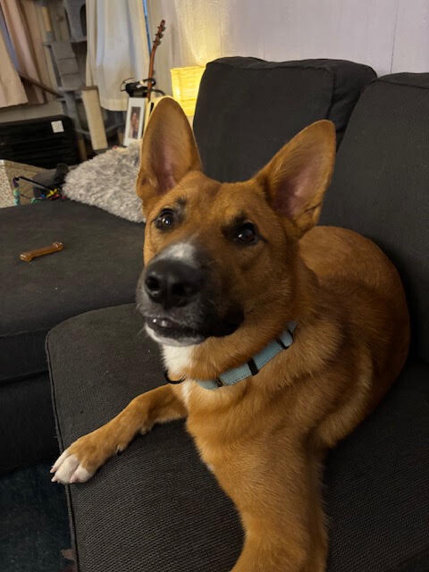 View Flynn Rider the Dog Photo #11
