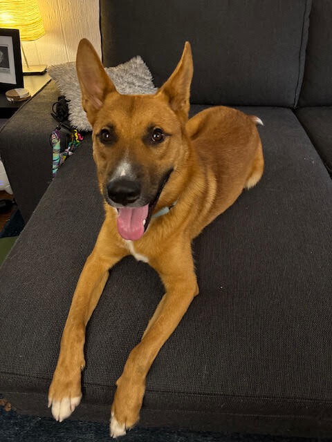 View Flynn Rider the Dog Photo #12