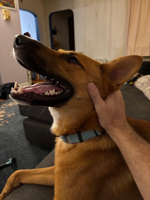 View Flynn Rider the Dog Photo #14