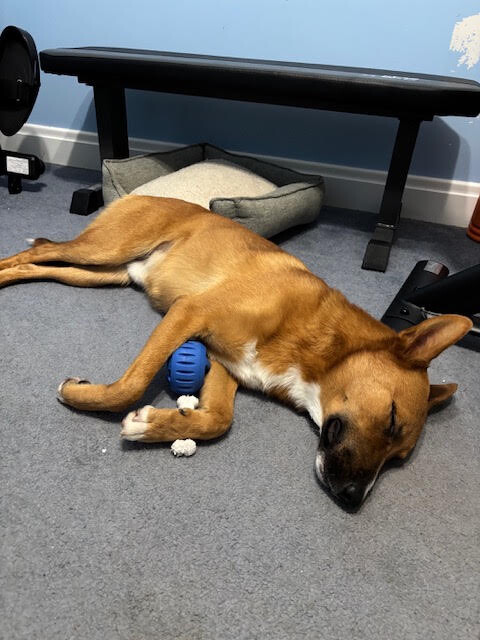 View Flynn Rider the Dog Photo #15