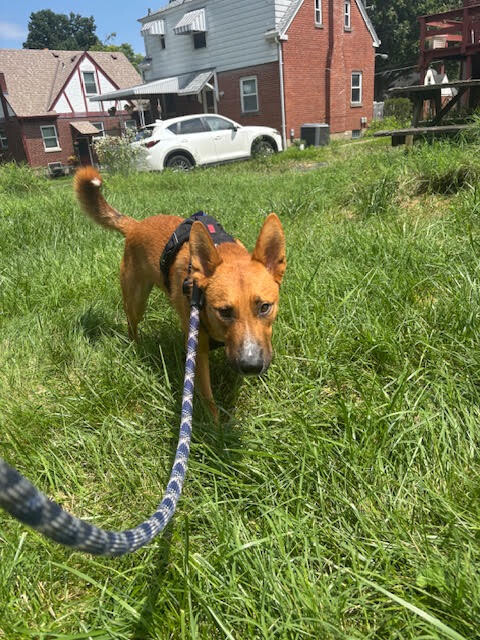 View Flynn Rider the Dog Photo #8