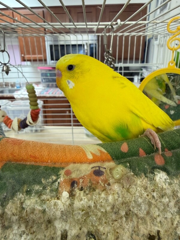 Lemon Lime