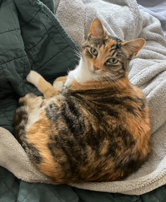 Help Rehome This Cat Kate
