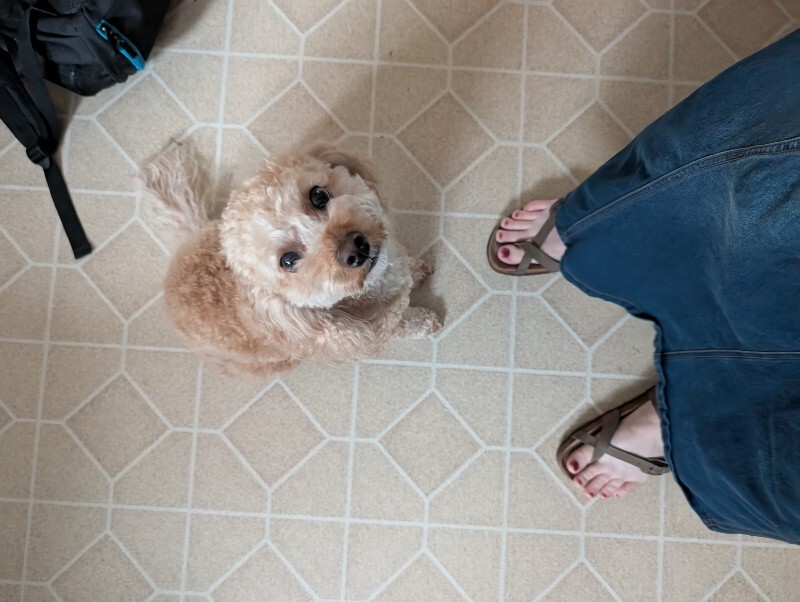 Help Rehome This Dog Emma