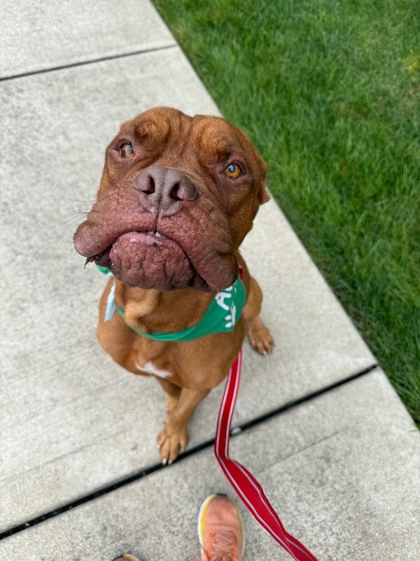 View Tyson the Dog Photo #4