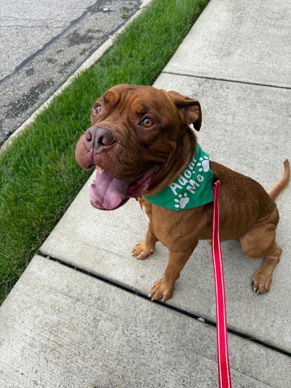 View Tyson the Dog Photo #9