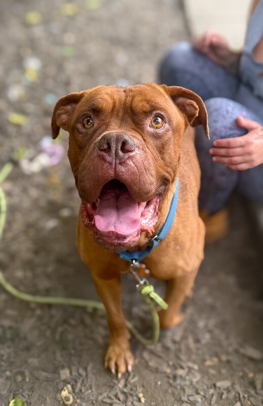 Learn More About Tyson Tyson - Dog