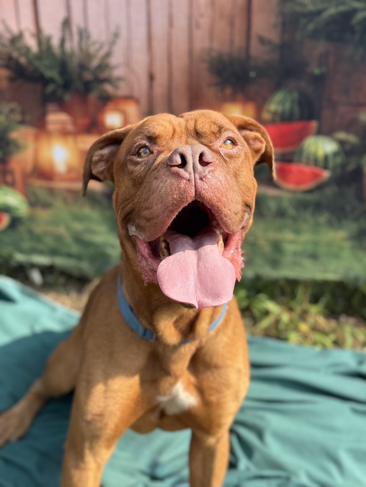 Tyson - Dog