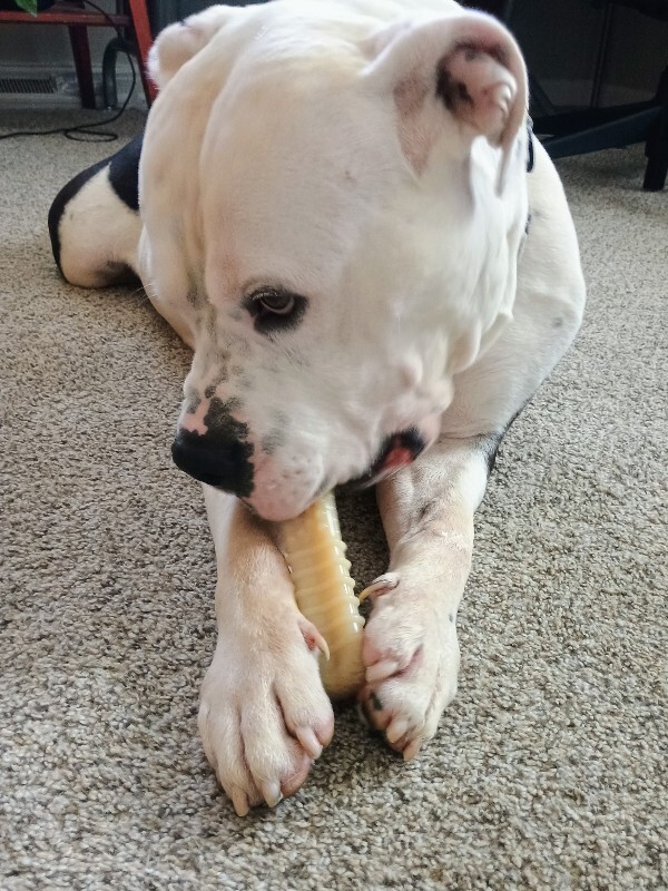 View Brock Purdy the Dog Photo #4