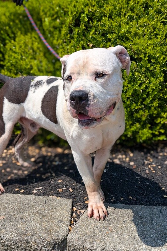 View Brock Purdy the Dog Photo #2