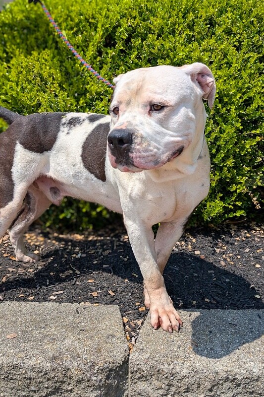View Brock Purdy the Dog Photo #3