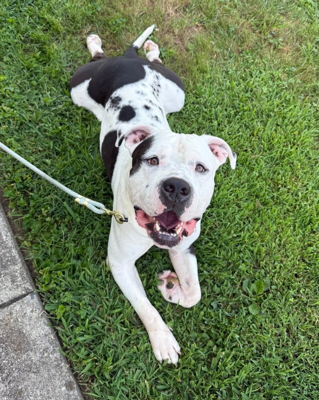 Learn More About Brock Purdy Brock Purdy - Dog