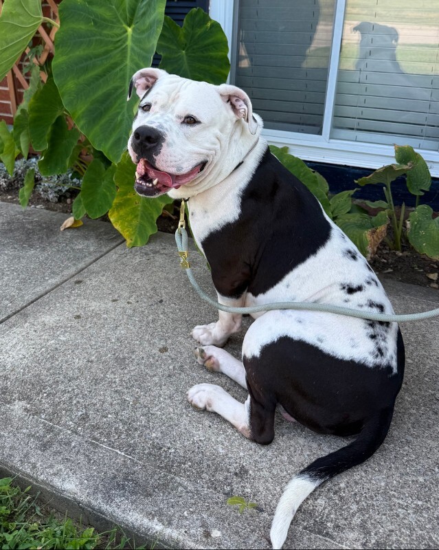 View Brock Purdy the Dog Photo #3