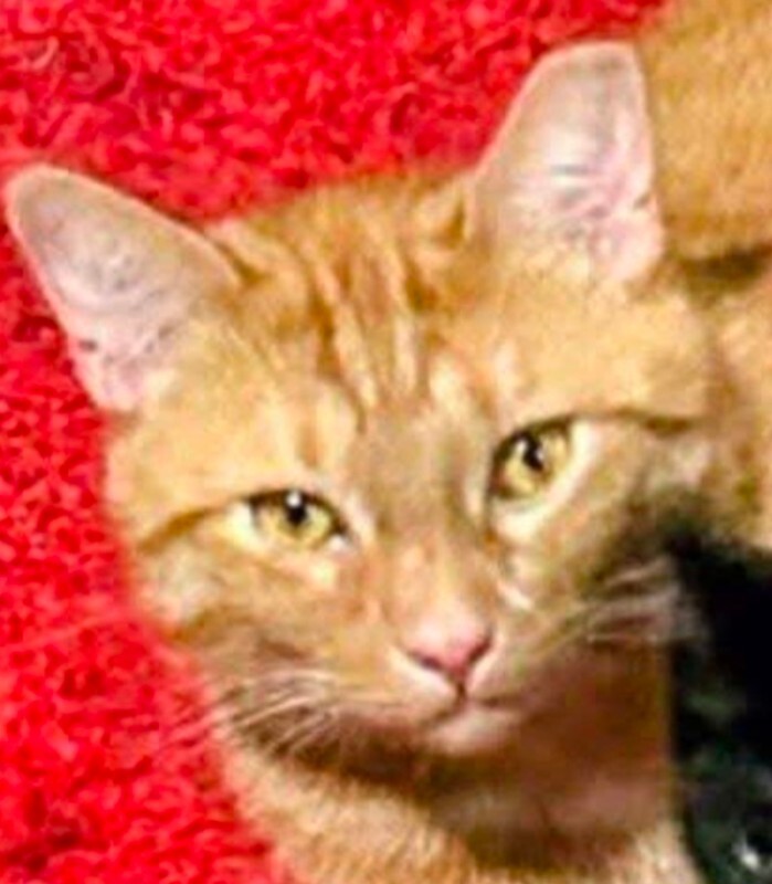 Help Rehome This Cat Baby Kitty