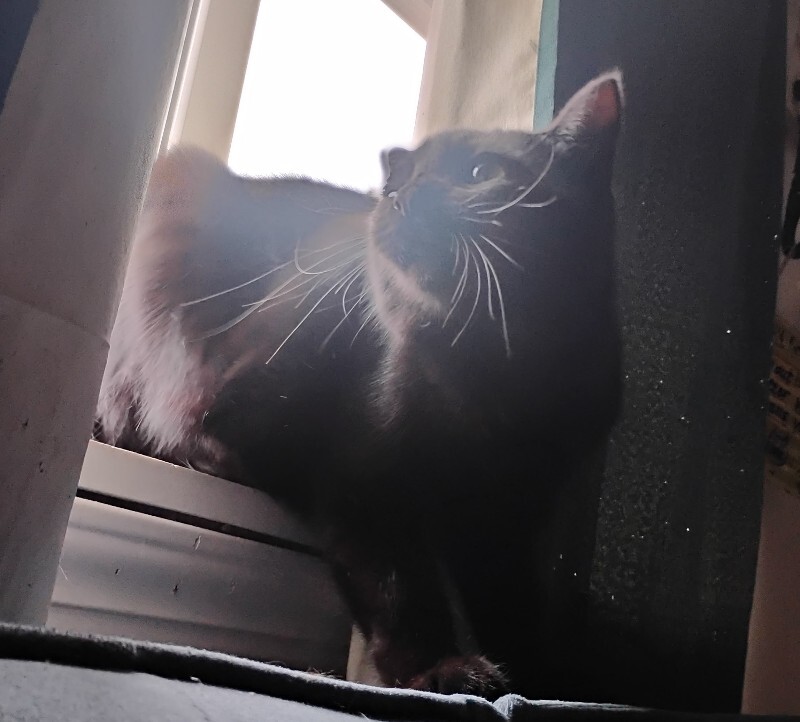 View Pig the Cat Photo #3