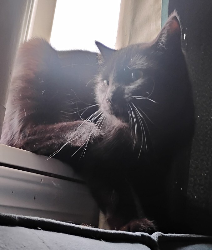 View Pig the Cat Photo #2