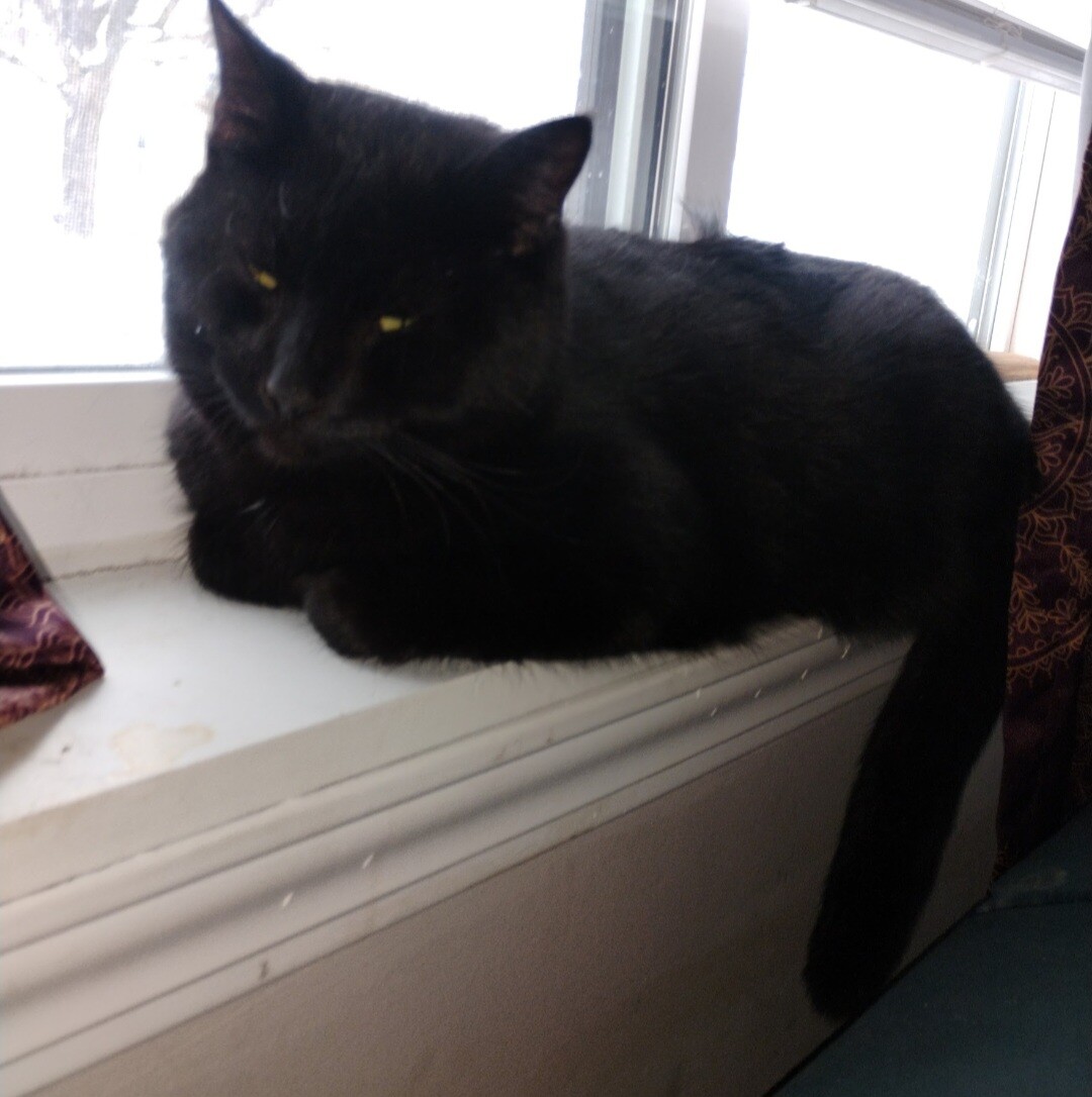 Help Rehome This Cat Pig