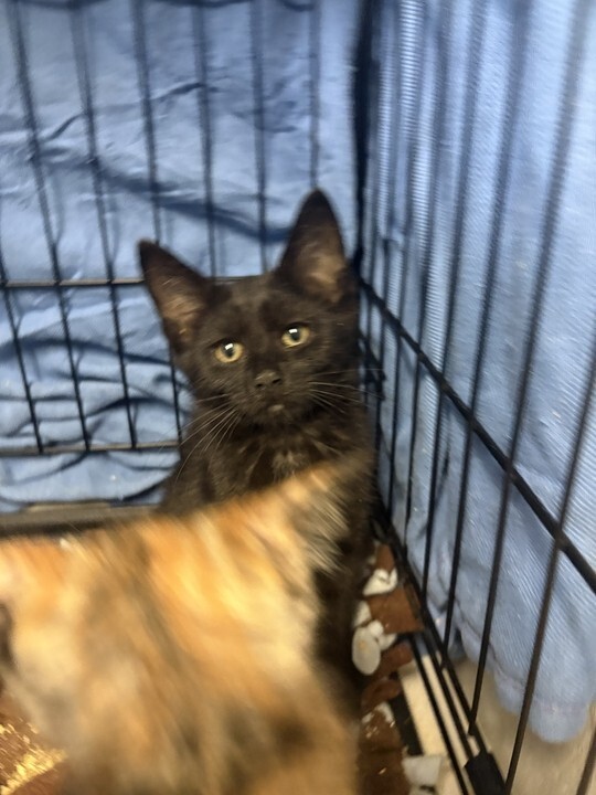Piper